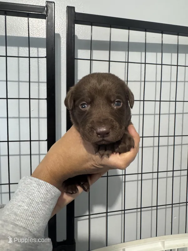 AKC. Black Collar  – Labrador Retriever puppy for sale in Summerville, GA