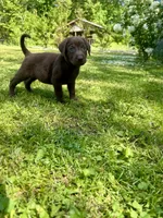 AKC. Black Collar , a male Labrador Retriever for sale in Summerville, GA – Photo 7 of 10
