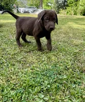 AKC. Black Collar , a male Labrador Retriever for sale in Summerville, GA – Photo 9 of 10