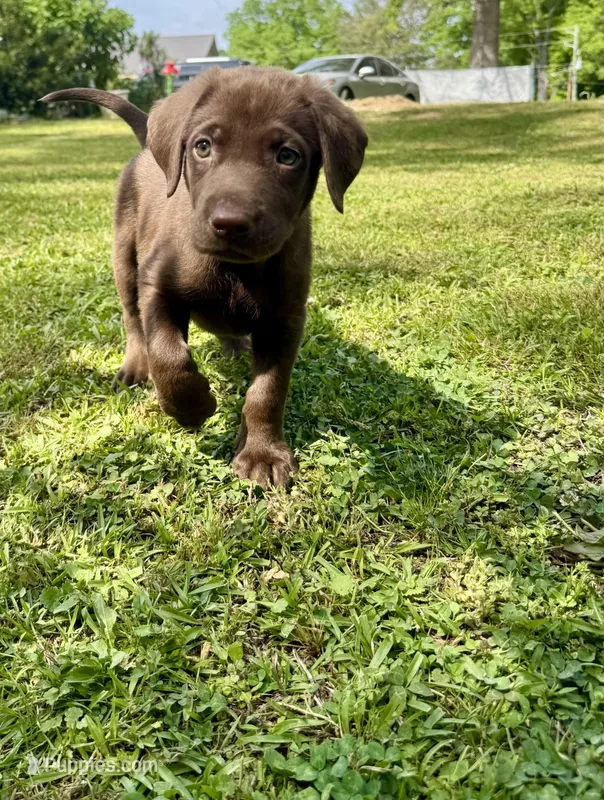 AKC. Black Collar  – Labrador Retriever puppy for sale in Summerville, GA
