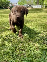 AKC. Black Collar , a male Labrador Retriever for sale in Summerville, GA – Photo 1 of 10