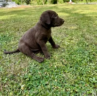 AKC. Black Collar , a male Labrador Retriever for sale in Summerville, GA – Photo 3 of 10