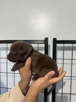 AKC. Black Collar , a male Labrador Retriever for sale in Summerville, GA – Photo 3 of 3