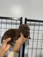 AKC. Black Collar , a male Labrador Retriever for sale in Summerville, GA – Photo 2 of 3