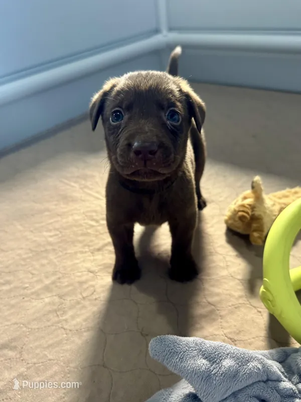 AKC. Black Collar  – Labrador Retriever puppy for sale in Summerville, GA