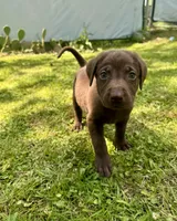 AKC. Black Collar , a male Labrador Retriever for sale in Summerville, GA – Photo 6 of 10