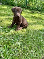 AKC. Black Collar , a male Labrador Retriever for sale in Summerville, GA – Photo 8 of 10