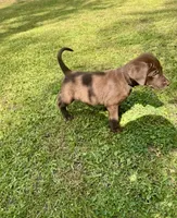 AKC. Black Collar , a male Labrador Retriever for sale in Summerville, GA – Photo 4 of 10