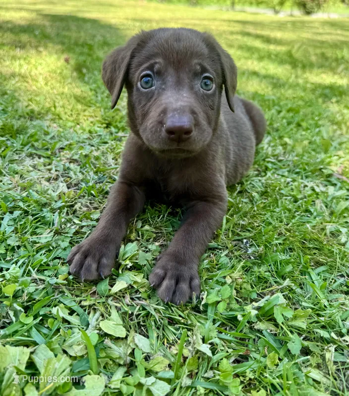AKC. Black Collar  – Labrador Retriever puppy for sale in Summerville, GA