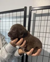 AKC. Black Collar , a male Labrador Retriever for sale in Summerville, GA – Photo 2 of 6