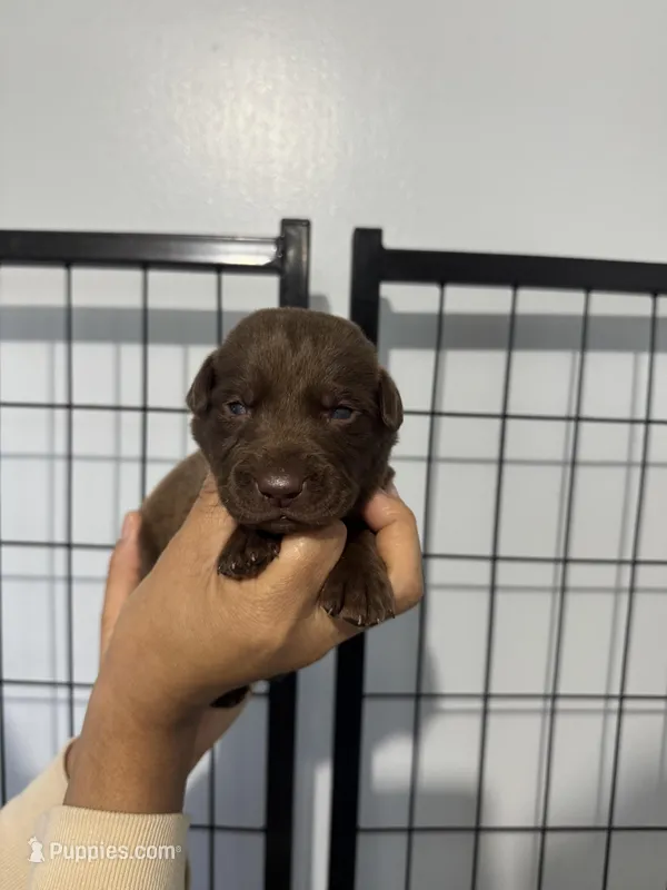 AKC. Black Collar  – Labrador Retriever puppy for sale in Summerville, GA