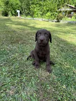 AKC. Black Collar , a male Labrador Retriever for sale in Summerville, GA – Photo 5 of 10
