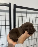 AKC. Black Collar , a male Labrador Retriever for sale in Summerville, GA – Photo 3 of 6