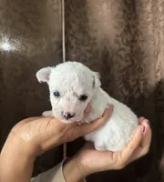 A.K.C Alejandra , a female Bichon Frise for sale in Summerville, GA – 2 of 4