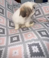 Stella , a female Shih Tzu for sale in Summerville, GA – Photo 3 of 4