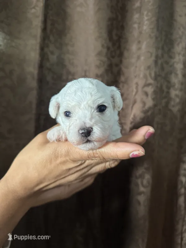 A.K.C Jasmine  – Bichon Frise puppy for sale in Summerville, GA