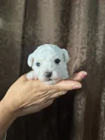 A.K.C Jasmine , a female Bichon Frise for sale in Summerville, GA – 1 of 4