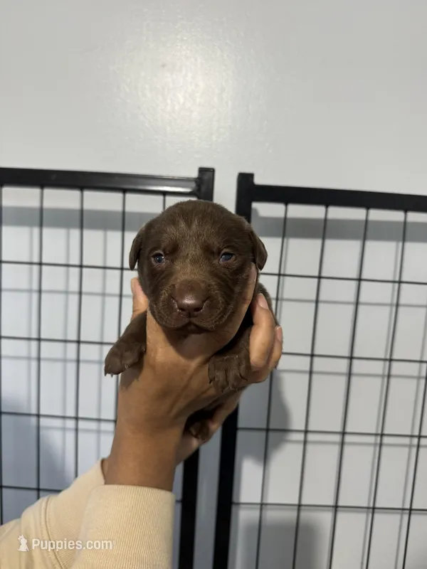 AKC. Yellow Collar  – Labrador Retriever puppy for sale in Summerville, GA