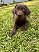 AKC. Yellow Collar , a male Labrador Retriever for sale in Summerville, GA – Photo 3 of 9