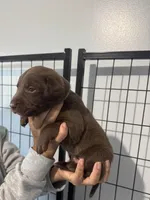 AKC. Yellow Collar , a male Labrador Retriever for sale in Summerville, GA – Photo 3 of 7