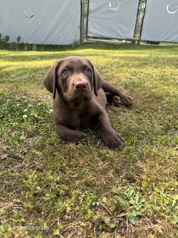 AKC. Yellow Collar  – Labrador Retriever puppy for sale in Summerville, GA