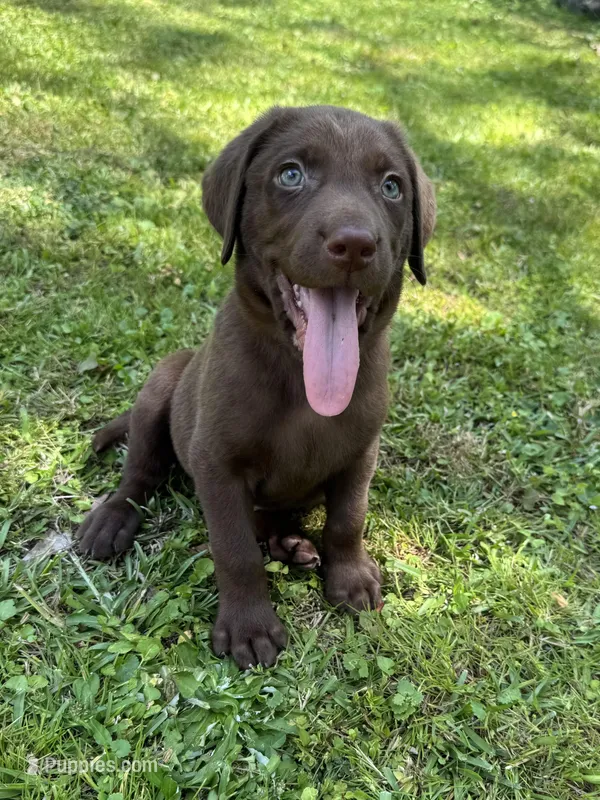 AKC. Yellow Collar  – Labrador Retriever puppy for sale in Summerville, GA