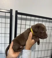 AKC. Yellow Collar , a male Labrador Retriever for sale in Summerville, GA – Photo 2 of 7