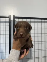 AKC. Yellow Collar , a male Labrador Retriever for sale in Summerville, GA – Photo 1 of 7