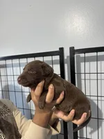 AKC. Yellow Collar , a male Labrador Retriever for sale in Summerville, GA – Photo 4 of 4