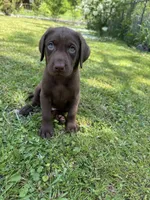 AKC. Yellow Collar , a male Labrador Retriever for sale in Summerville, GA – Photo 6 of 9