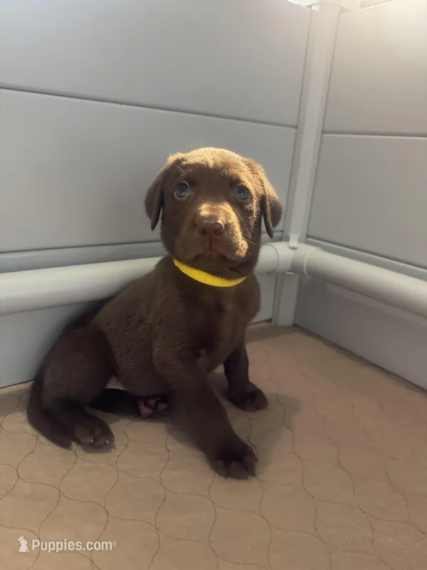 AKC. Yellow Collar  – Labrador Retriever puppy for sale in Summerville, GA