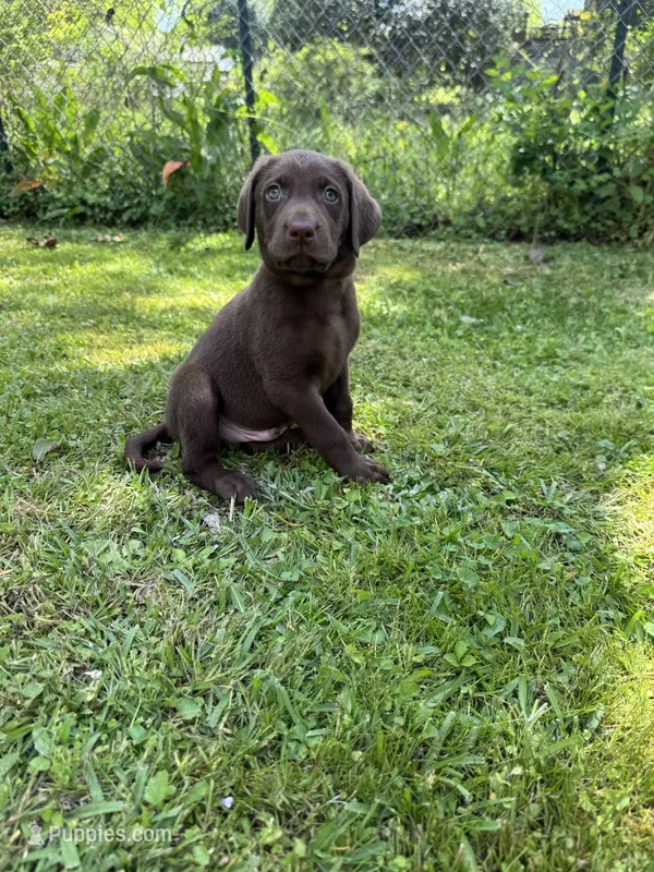 AKC. Yellow Collar  – Labrador Retriever puppy for sale in Summerville, GA