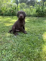 AKC. Yellow Collar , a male Labrador Retriever for sale in Summerville, GA – Photo 5 of 9