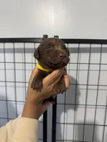 AKC. Yellow Collar , a male Labrador Retriever for sale in Summerville, GA – Photo 2 of 4