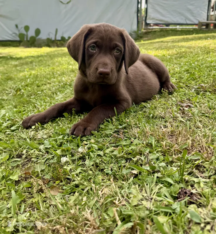 AKC. Yellow Collar  – Labrador Retriever puppy for sale in Summerville, GA