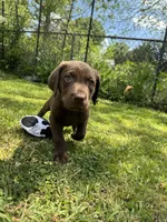 AKC. Yellow Collar , a male Labrador Retriever for sale in Summerville, GA – Photo 9 of 9