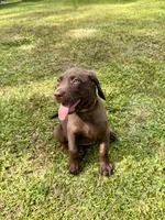 AKC. Yellow Collar , a male Labrador Retriever for sale in Summerville, GA – Photo 4 of 9