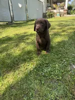 AKC. Yellow Collar , a male Labrador Retriever for sale in Summerville, GA – Photo 8 of 9