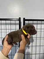 AKC. Yellow Collar , a male Labrador Retriever for sale in Summerville, GA – Photo 3 of 4