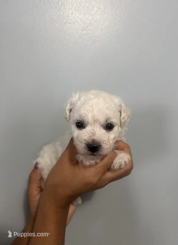 A.K.C George  – Bichon Frise puppy for sale in Summerville, GA