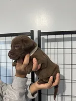 AKC. White Collar, a female Labrador Retriever for sale in Summerville, GA – Photo 2 of 6