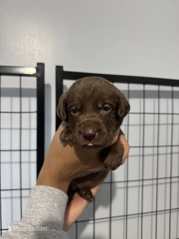 AKC. White Collar – Labrador Retriever puppy for sale in Summerville, GA