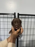 AKC. White Collar, a female Labrador Retriever for sale in Summerville, GA – Photo 1 of 3