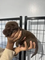 AKC. White Collar, a female Labrador Retriever for sale in Summerville, GA – Photo 3 of 3