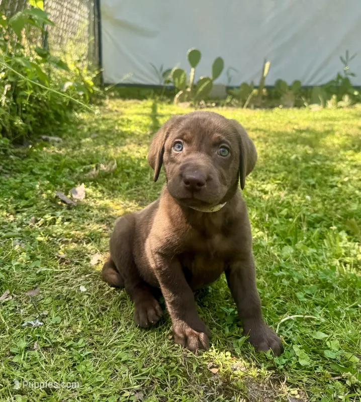 AKC. White Collar – Labrador Retriever puppy for sale in Summerville, GA