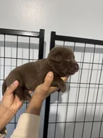 AKC. White Collar, a female Labrador Retriever for sale in Summerville, GA – Photo 2 of 3