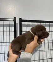 AKC. White Collar, a female Labrador Retriever for sale in Summerville, GA – Photo 3 of 6