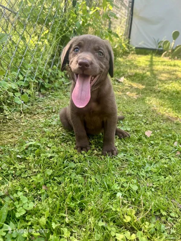 AKC. White Collar – Labrador Retriever puppy for sale in Summerville, GA