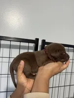 AKC. Plum Collar, a female Labrador Retriever for sale in Summerville, GA – Photo 2 of 3