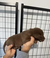 AKC. Plum Collar, a female Labrador Retriever for sale in Summerville, GA – Photo 3 of 6